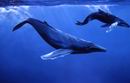 dopo il tuffo - Clicca per ingrandire